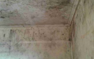 House Bio Cleaning 1