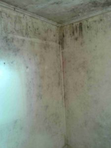 House Bio Cleaning 4