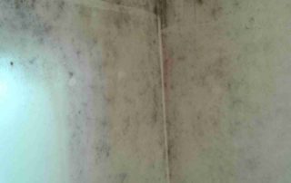 House Bio Cleaning 4